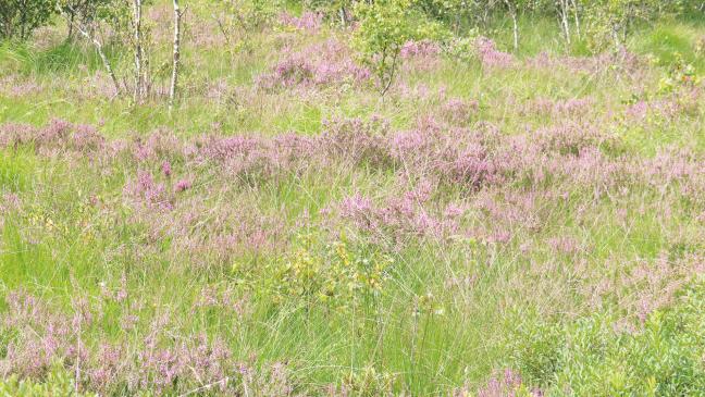 Bunte Heideblüte im Hochmoor