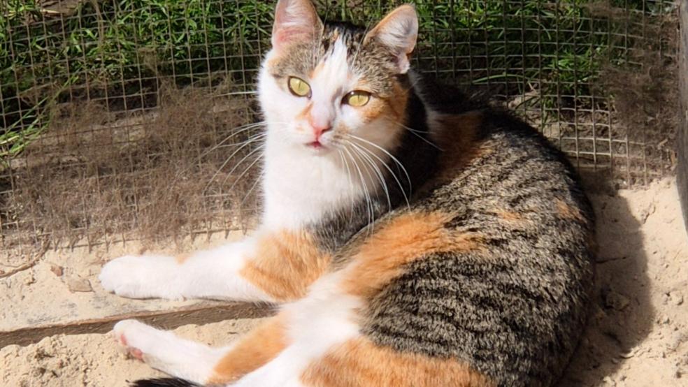 Katze »Marla« sucht ein neues Zuhause.  © Foto: Tatjana Hammer