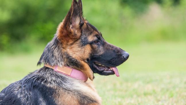 Hund beißt Kind ins Gesicht