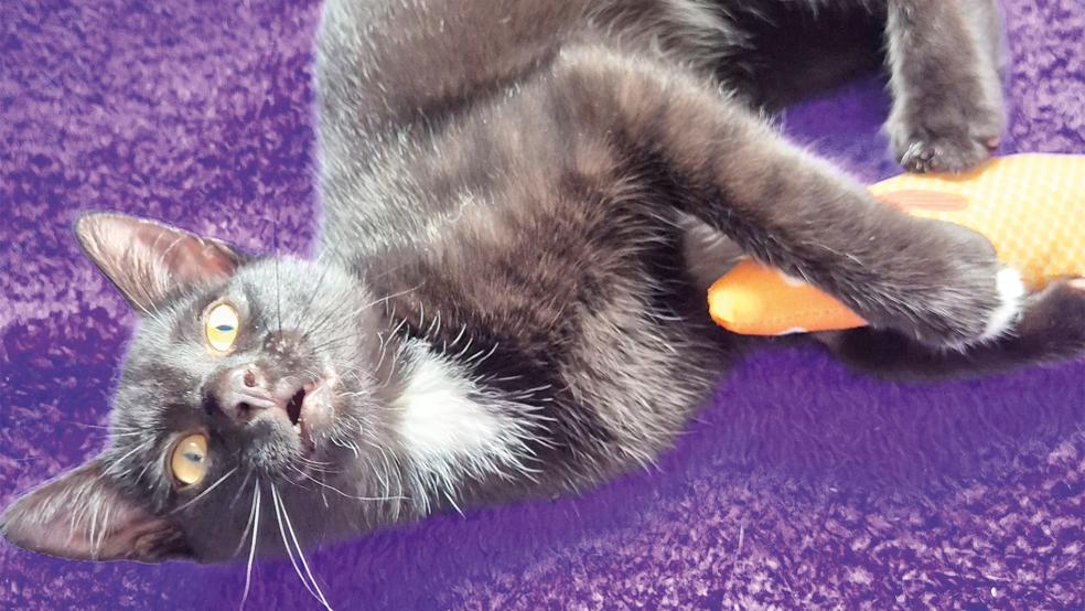 Kater »Mr. Bean« sucht ein neues Zuhause.  © Foto: Tatjana Hammer