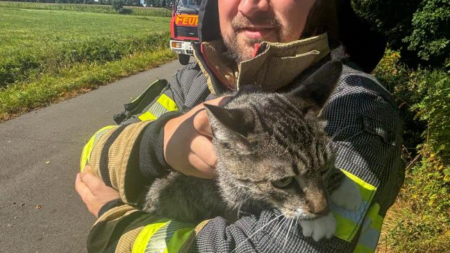 Feuerwehr rettet Katze aus Baum