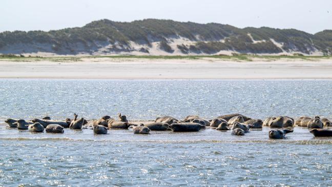 Seehund-Bestand im Wattenmeer stabil