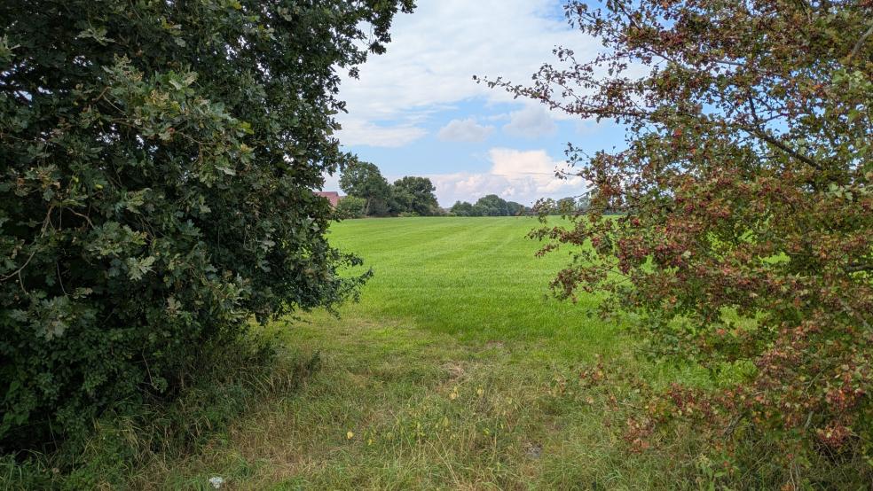Auf dieser Weidefläche soll das neue Wohnbaugebiet mit etwa 100 Grundstücken entstehen. © Foto: Szyska