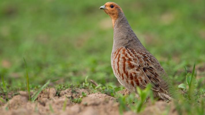 Ostfriesische Naturschützer rufen zur Rebhuhn-Wahl auf