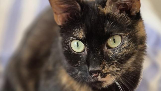 Scheue Katze sucht Zuhause