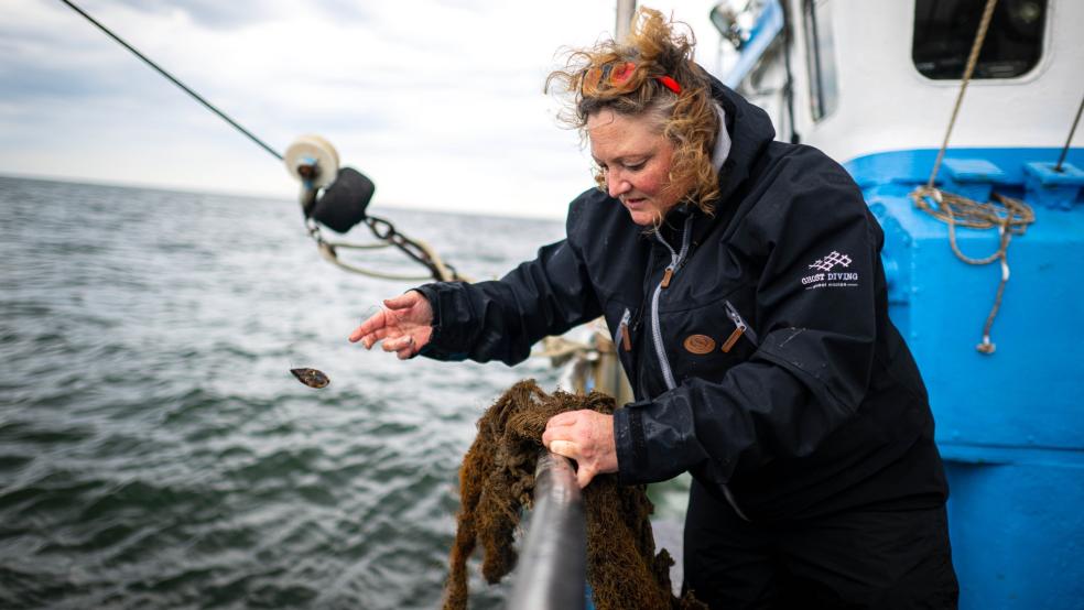 Natalie Gielen sammelt Tiere aus einem geborgenen Geisternetz und wirft sie zurück ins Meer. Im Rahmen des Projektes »Geisternetze Ostfriesland« suchen die professionellen Taucher von Ghost Diving Germany nach Fischernetzen, die in der Nordsee verloren gegangen sind und nun eine Gefahr für die Tier- und Umwelt darstellen. © Foto: Schuldt (dpa)