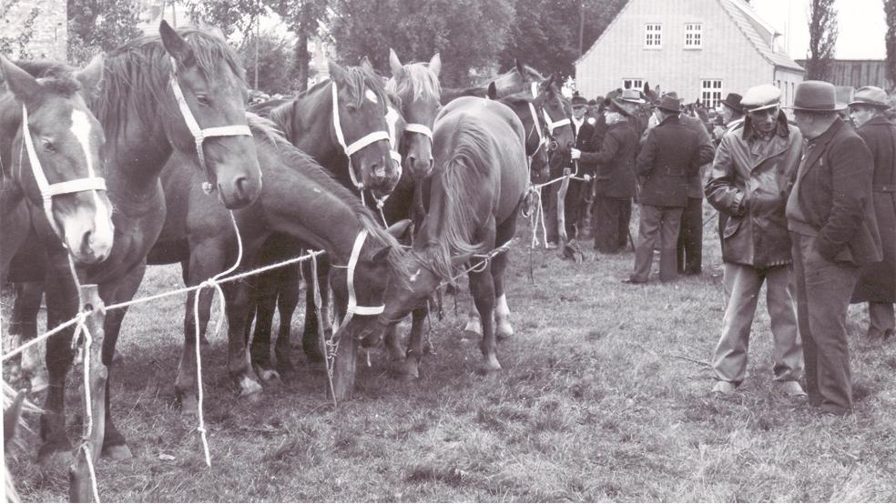 Der Rheder Pferdemarkt anno 1953. In den Anfängen des Volksfestes ging es nicht so einträchtig zu wie auf diesem alten Bild. Andiesem Montag findet der Vieh- und Pferdemarkt statt. Mehr als 200 Pferde werden erwartet.  © Foto: Sammlung Conens