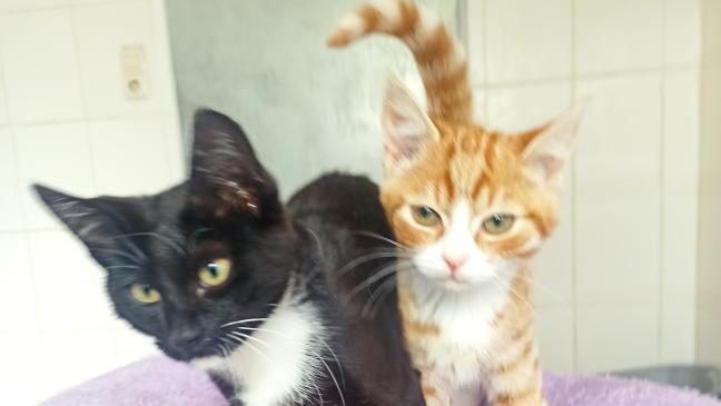 Kater-Duo versteht sich prima