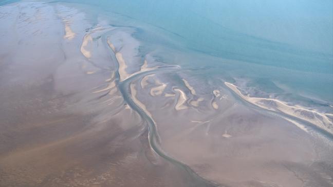 Kinderstube für Haie im Wattenmeer