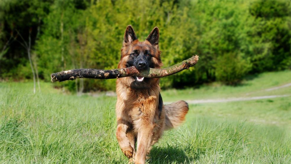 Hunde sollen sich bald auf einer Freilauffläche an der Boenster Straße austoben können.  © Foto: Pixabay