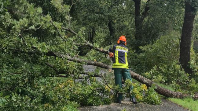 Baum stürzt auf Telefonleitung und Straße