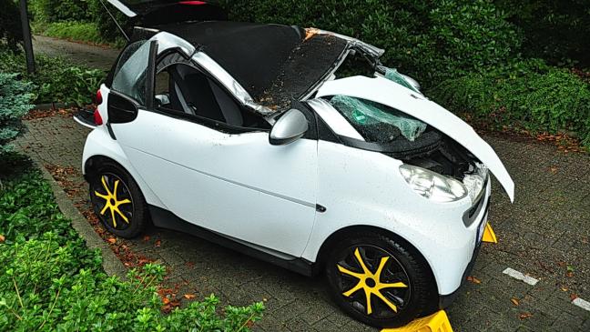 Baum stürzt in Heisfelde auf Auto
