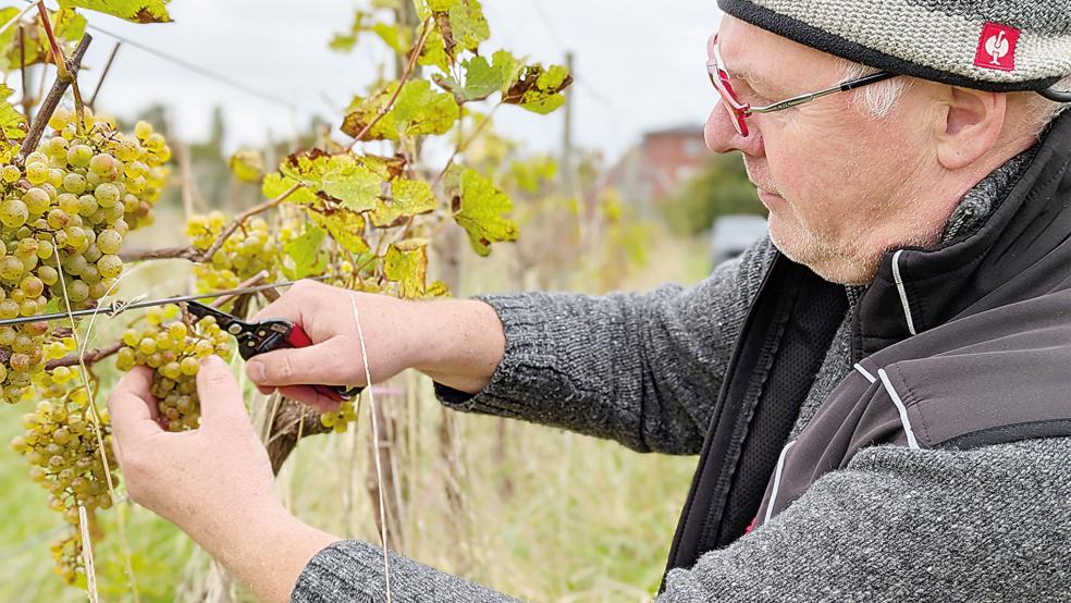 Weinlese in den Rebstöcken in Ditzumerverlaat: Winzer Harbert Poppens, der in Sichtweite auf einem Bauernhof in Heinitzpolder seine Kindheit und Jugend verbrachte, erntete dieser Tage die Trauben der weißen Sorte »Helios«.  © Foto: Szyska