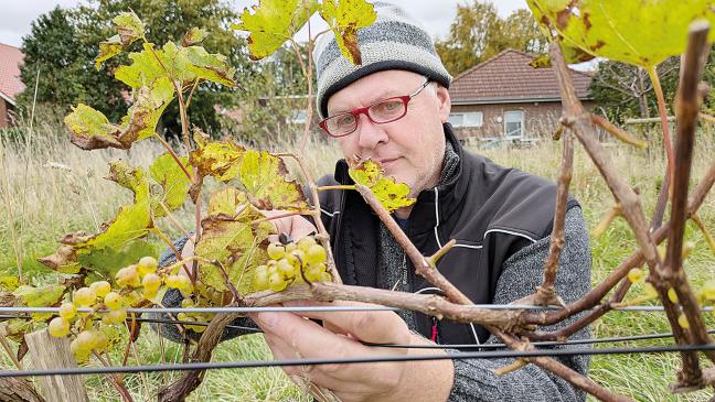 Trauben-Ernte für Verlaatjer Weißwein