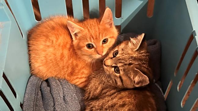 Jugendliche retten zwei Katzenbabys