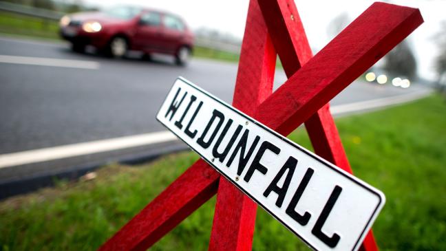 Vermehrt Wildunfälle im Landkreis Leer