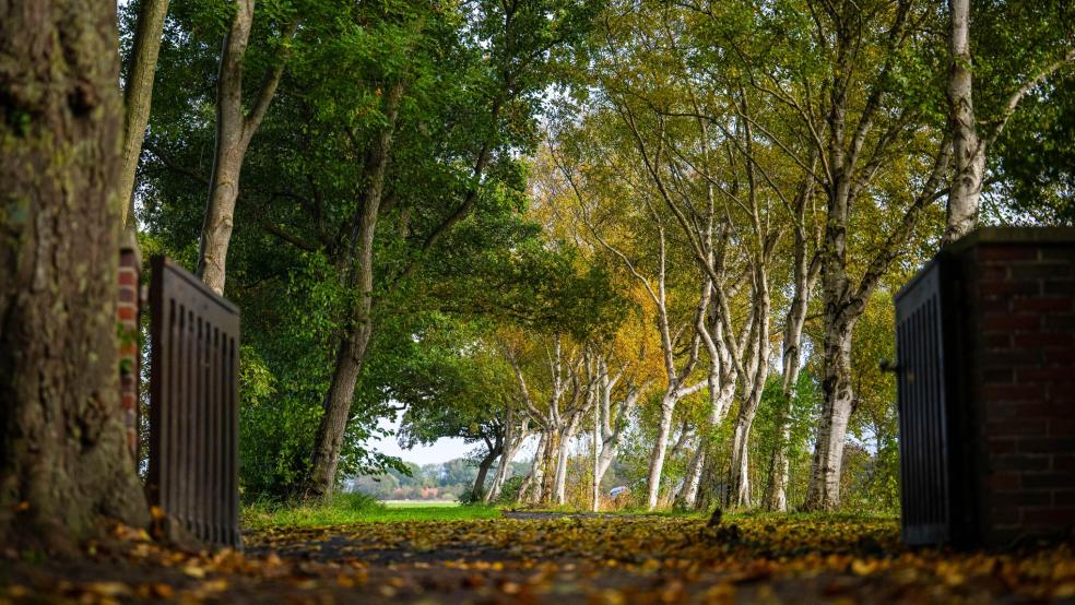 Eine Friedhofsallee Leybuchtpolder ist die "Allee des Jahres 2025". Jedes Jahr ernennt die Umweltorganisation BUND die Allee des Jahres. Dieses Jahr fiel die Wahl auf eine Baumreihe im Landkreis Aurich. Grundlage war ein Fotowettbewerb mit mehr als 200 Einsendungen. © Foto: dpa/Schuldt