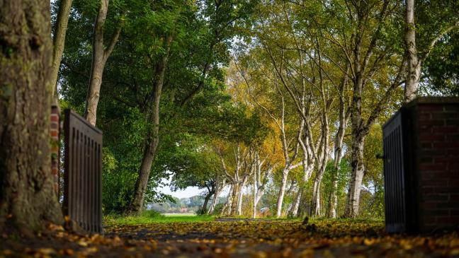 "Allee des Jahres" liegt in Ostfriesland