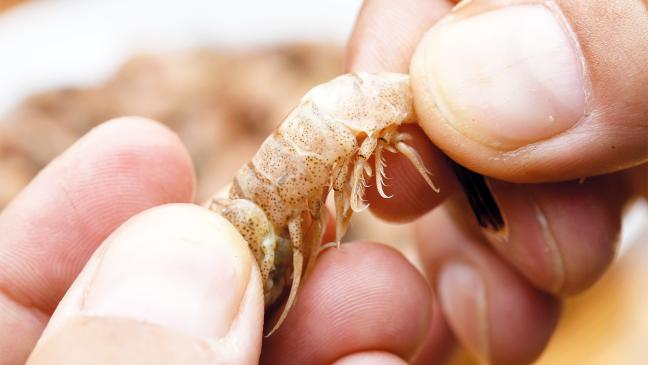 Preise für Krabben erholen sich wieder