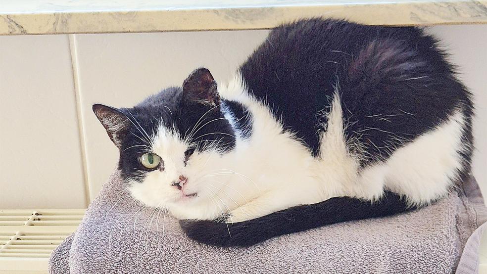 Dass Finja nur noch ein Auge hat, hat ihrem Entdeckergeist keinen Abbruch getan.  © Foto: Tierheim