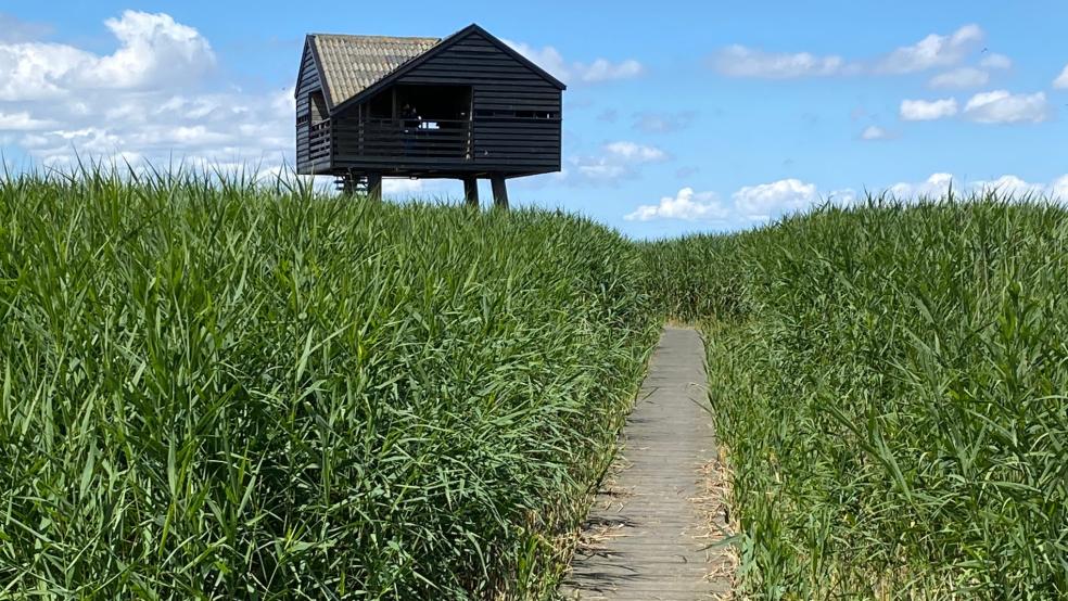 Die “Kiekkaaste” ist eine beliebte Aussichtsplattform am Dollart bei Nieuwe Statenzijl. Ein Bohlenweg führt durch ein Schilfmeer zum Turm. Dieser war nun überflutet.  © Hanken (Archiv)
