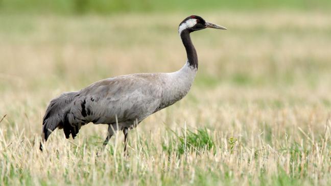 Nabu warnt: Vogelgrippe weitet sich aus