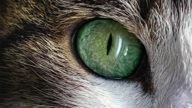 Tote Tiere halten Polizei auf Trab