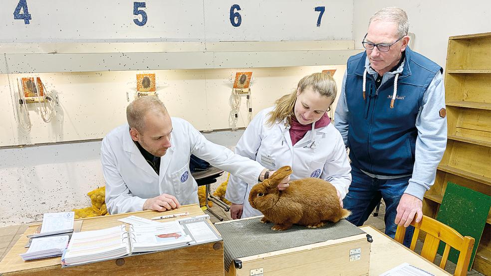 Ralf Adams und Anwärterin Ramona Refle begutachten einen »Roten Neuseeländer«, Vereinsvorsitzender und Gastgeber Michael Goemann aus Holthusen schaut interessiert zu.  © Foto: Kuper