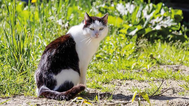 Kater sucht neues Zuhause