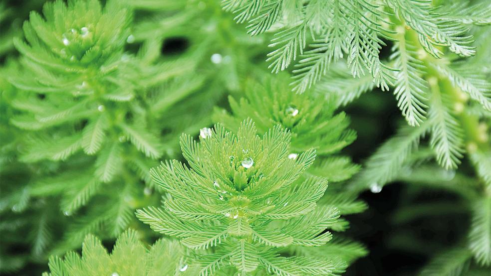 Das »Brasilianische Tausendblatt«, auch »Papageienfeder« genannt, wird im Rheiderland bekämpft.  © Symbolfoto: Pixabay