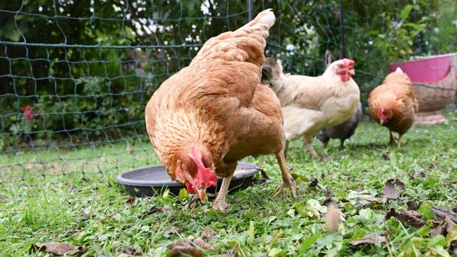 Landkreis Aurich ordnet Stallpflicht für Geflügel an