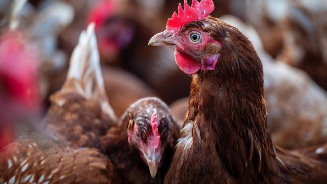 Geflügelpest: Landkreis Leer ordnet Aufstallung ab morgen an