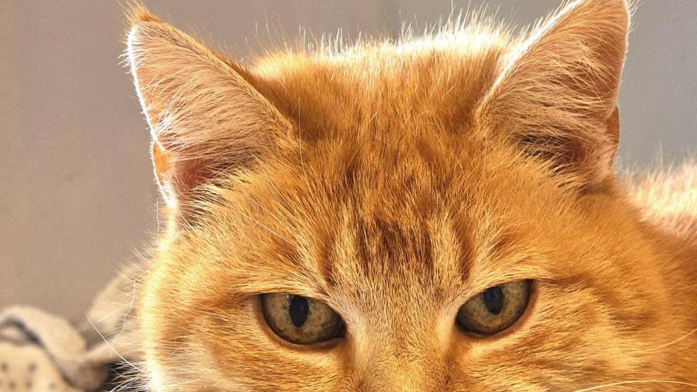 Katze »Alison« sucht ein neues Zuhause.  © Foto: Tierheim