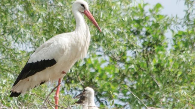 Storchennachwuchs im Aufwind