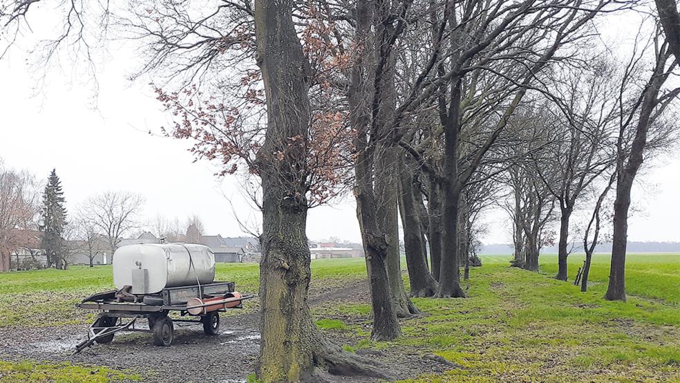 Bäume ab einer bestimmten Größe sollen künftig unter Schutz stehen.  © Archivfoto: Berents