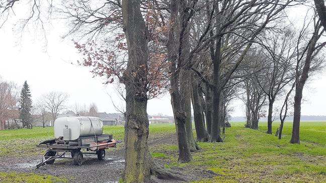 Diskussionen um Schutz für Bäume