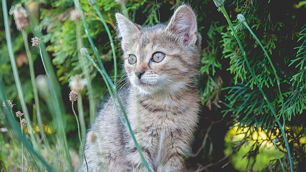 Ob entlaufen oder freilaufend: Vor dem aktuellen Runderlass des Landesministeriums sind alle Katzen gleich.  © Symbolfoto: Pixabay