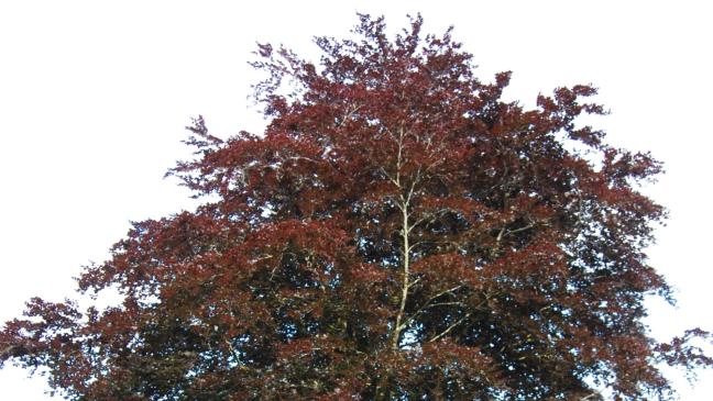 150 Jahre alte Blutbuche wird gefällt