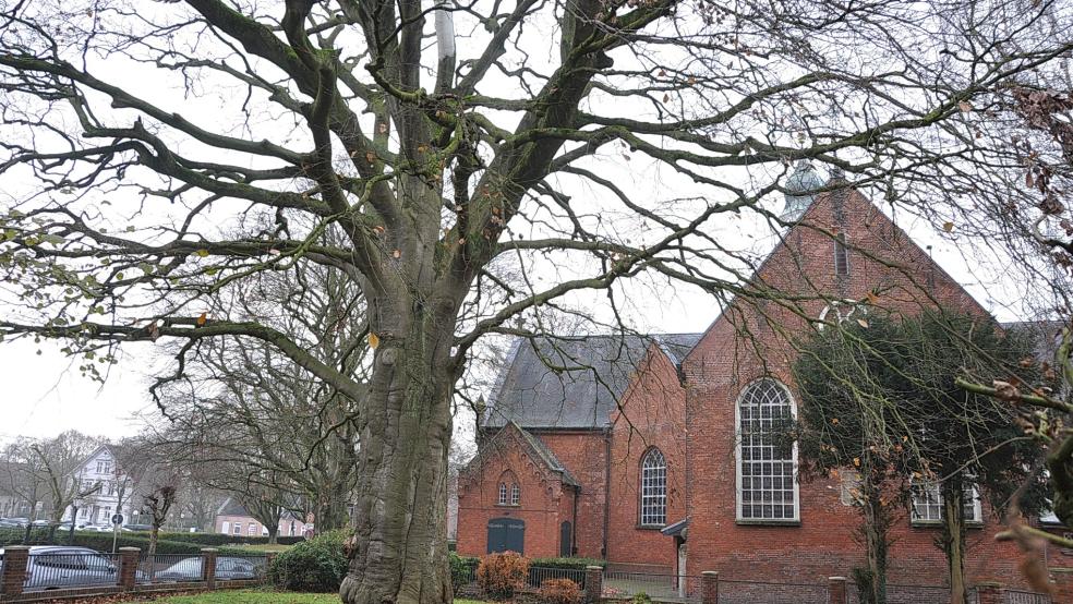 Diese 150 Jahre alte Blutbuche muss in Leer gefällt werden.  © Wolters