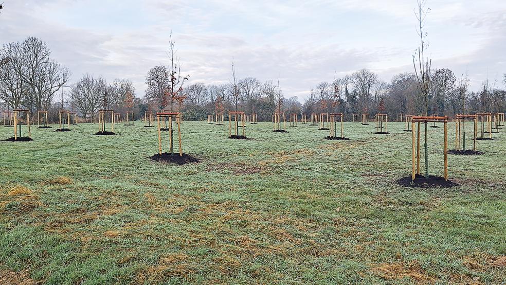 Am Tjüchenweg in Bunde wurden jetzt rund 50 Bäume als Ausgleichsmaßnahme für Baumfällungen wegen des neuen Baugebietes in Wymeer gepflanzt.  © Foto: Berents