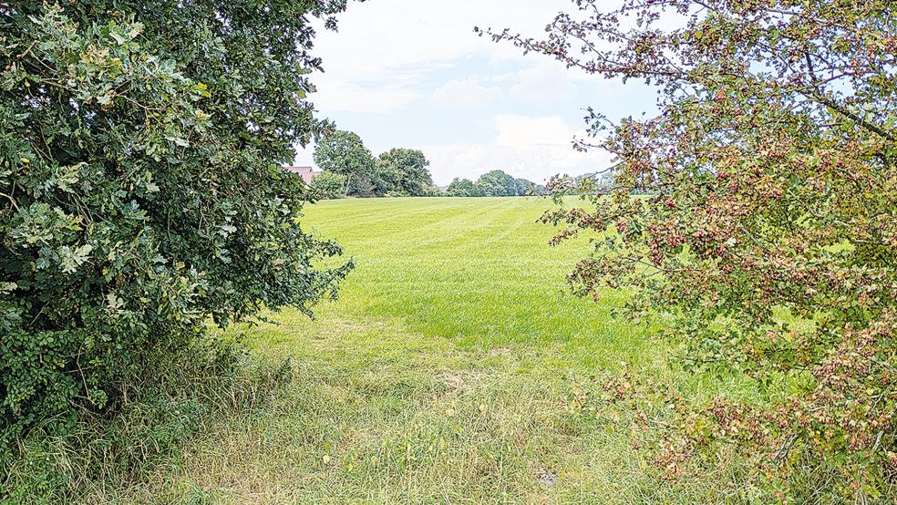 Auf dieser Weidefläche soll das neue Wohnbaugebiet mit etwa 100 Grundstücken entstehen.  © Archivfoto: Szyska