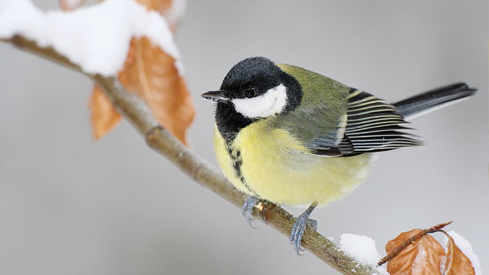 Häufiger Wintergast in den Gärten in Ostfriesland ist auch die Kohlmeise.  © Foto: NABU/Frank Derer
