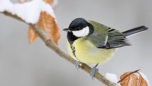 Den Wintergarten vogelfreundlich machen