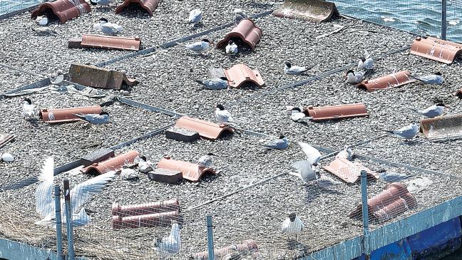 NABU-Station greift Vögeln unter die Flügel