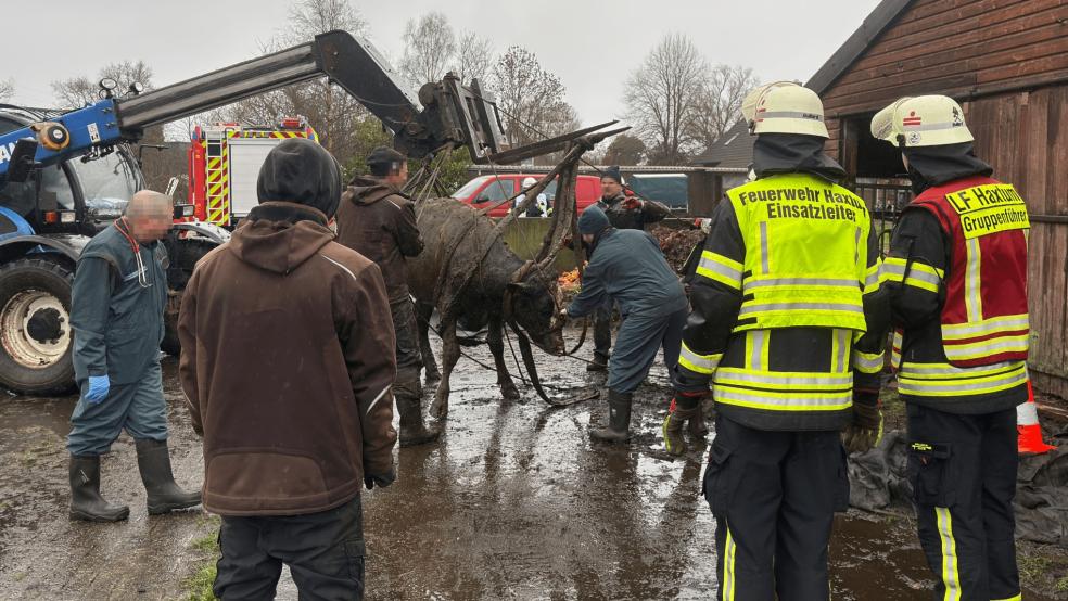 Die Feuerwehren retteten zwei Kühe. © Feuerwehr
