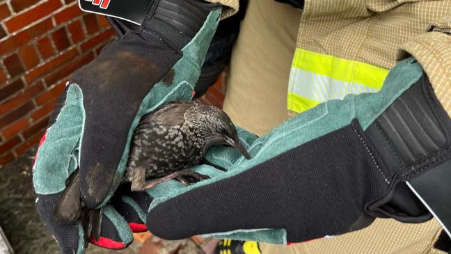 Feuerwehr befreit Vogel aus Ofenrohr