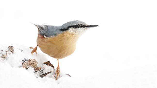 Besonders bei Schnee füttern