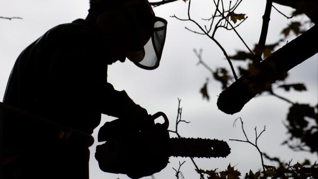 Baumpflege sorgt für Sperrungen auf der A 31
