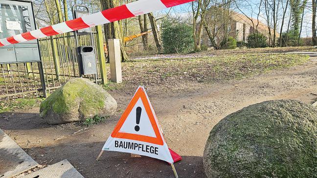 Baumpflege im Evenburg-Park