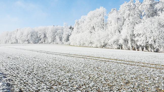 Ernte trotzt Schnee und Frost